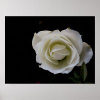 White rose blossom on black background