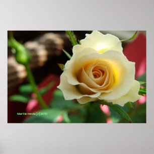 White Rose Bud Print/Poster - Select Your Frame Poster