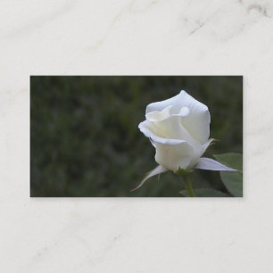 White rose business or profile card