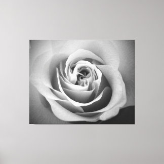 White Rose Canvas Print