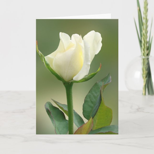 White Rose Card (Front)