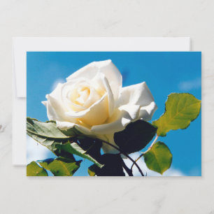 White rose - Celebrating Life  Holiday Card
