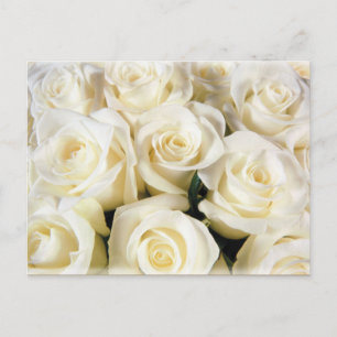 White Rose Elegance Postcard