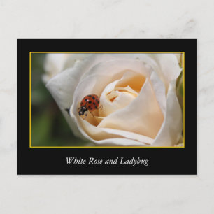 white rose flower and red ladybug. postcard