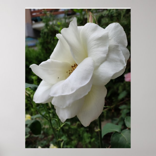White rose flower poster (Front)