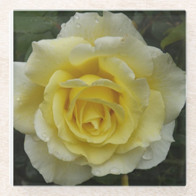 White Rose Glass Coaster (Front)