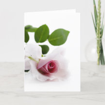 White Rose