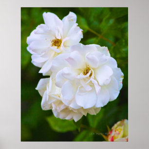 White Rose in bloom Poster