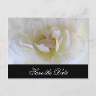 White Rose Macro Announcement Postcard