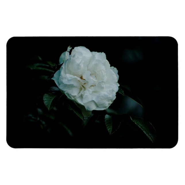 White Rose Magnet (Horizontal)