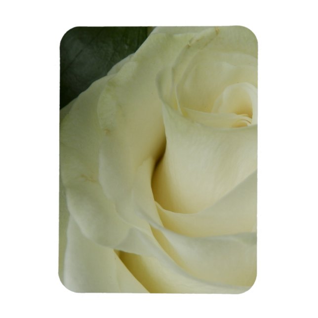 White Rose Magnet (Vertical)
