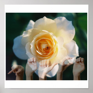 White Rose of  Peace - ASL Poster