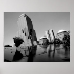 White rose of remembrance poster