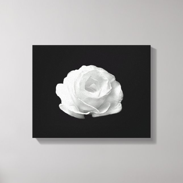 White Rose On Black Background Streched Canvas Print (Front)