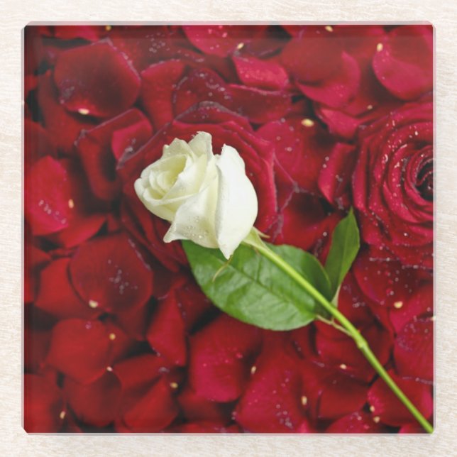 White Rose On Red Petals Glass Coaster (Front)