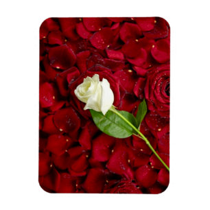 White Rose On Red Petals Magnet