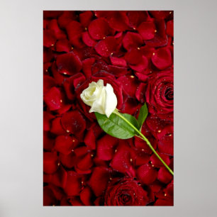 White Rose On Red Petals Poster