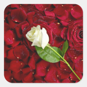 White Rose On Red Petals Square Sticker
