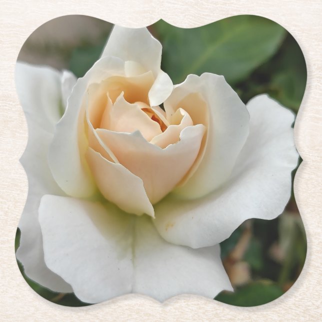 White Rose Paper Coaster (Front)