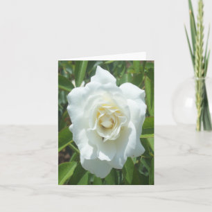White Rose Photo Folded Note Card