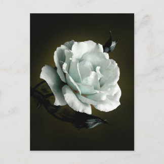 White Rose Photo On Black Background Postcard