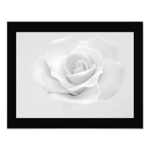 White Rose Photo Print