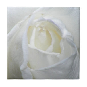 White Rose Photo Valentine Tile