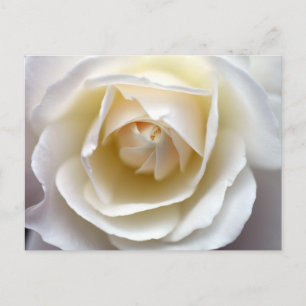 White Rose Photograph Postcard