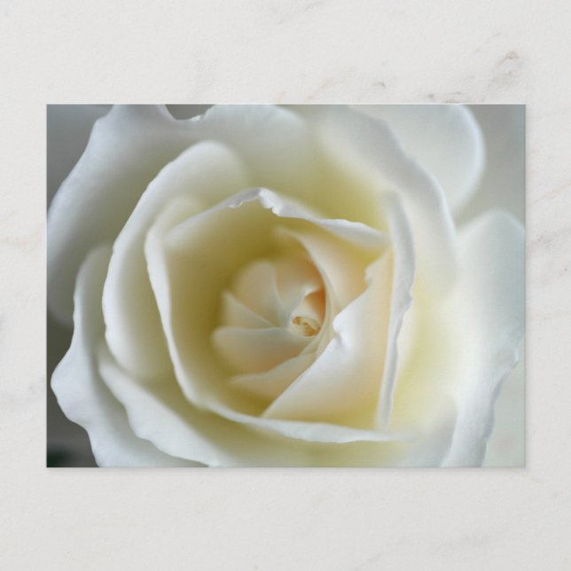 White Rose Photograph Postcard (Front)