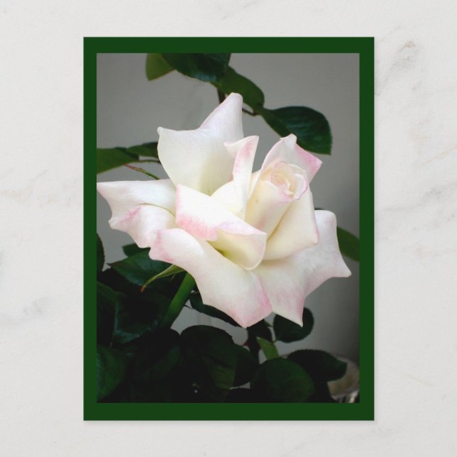 White Rose Postcard (Front)