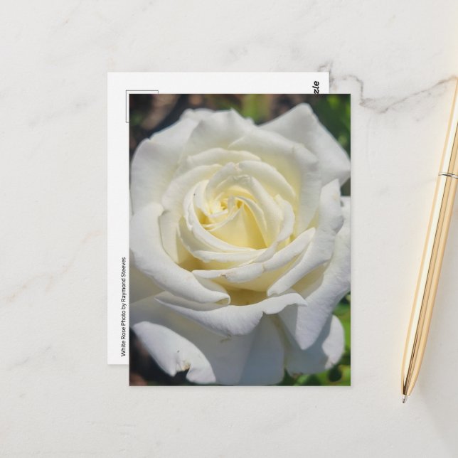 White Rose Postcard (Front/Back In Situ)