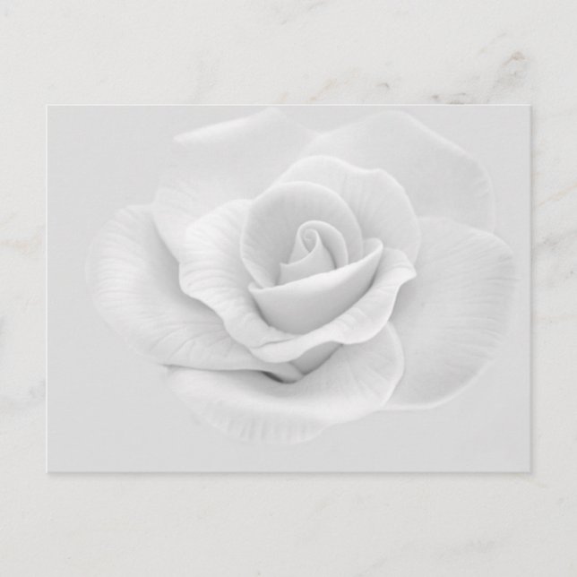 White Rose Postcard (Front)