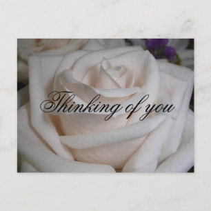 White Rose Postcard