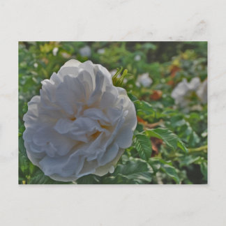 White rose postcard