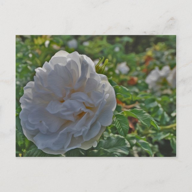 White rose postcard (Front)