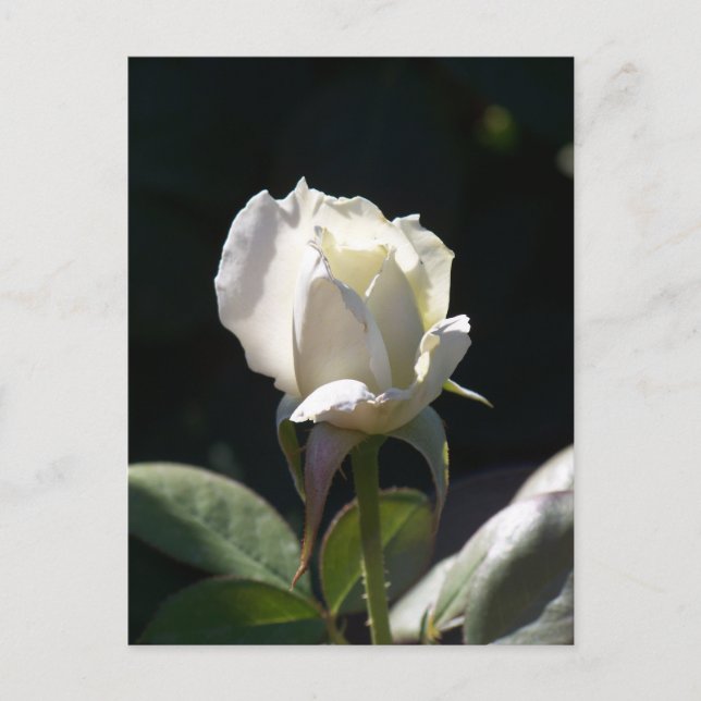 White Rose Postcard (Front)