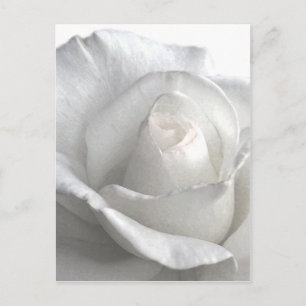 White Rose_ Postcard