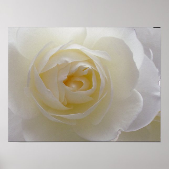 White Rose Poster Print Beautiful Flower Art Print (Front)