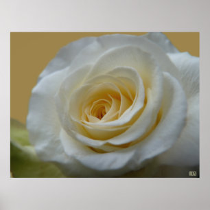 White Rose Poster Print Beautiful Flower Art Print