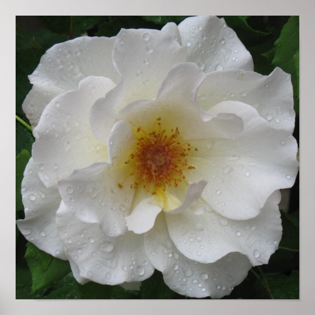 White Rose Poster Prints (Front)