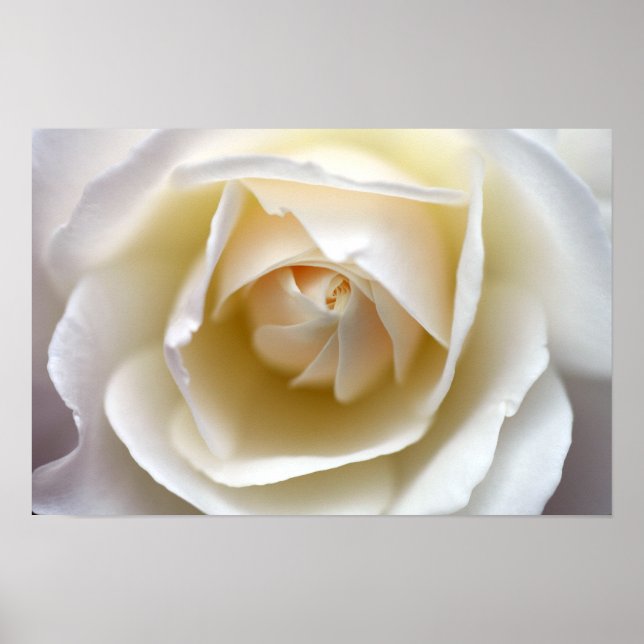 White Rose - Print (Front)