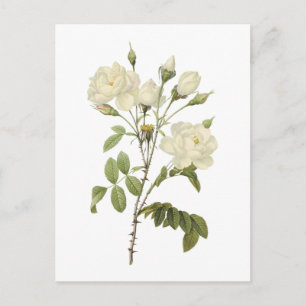 white rose(Rosa campanulata alba) by Redouté Postcard