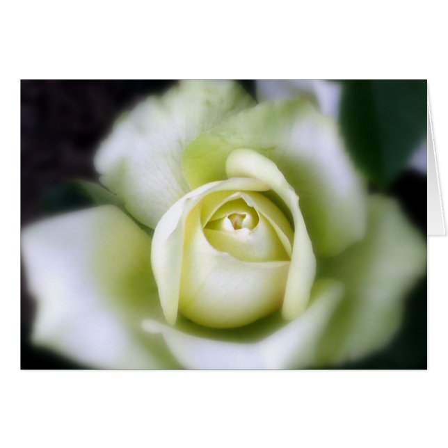 White Rose Soft Focus (Front Horizontal)