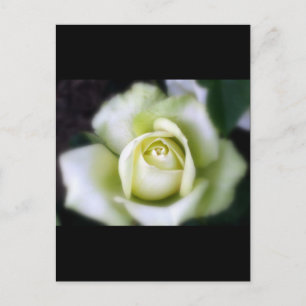 White Rose Soft Focus Postcard