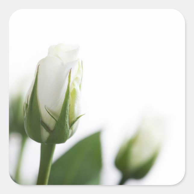 White rose sticker (Front)