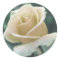 White Rose Sticker