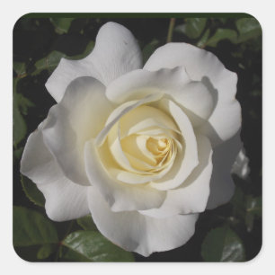 White Rose Sticker