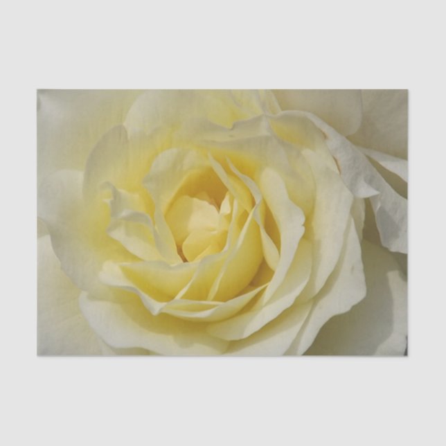 White Rose Tissue Paper (Front)