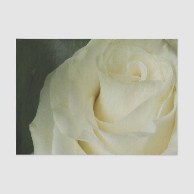 White Rose Tissue Paper (Front)