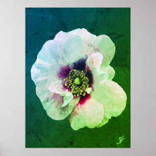 White Rose with dark heart - oil paint Poster